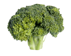 Fresh Broccoli Vegitable